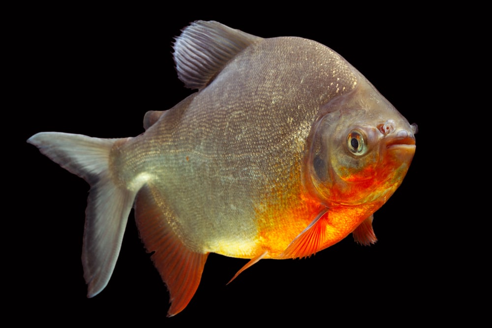 Cachama-or-Tambaqui-fish
