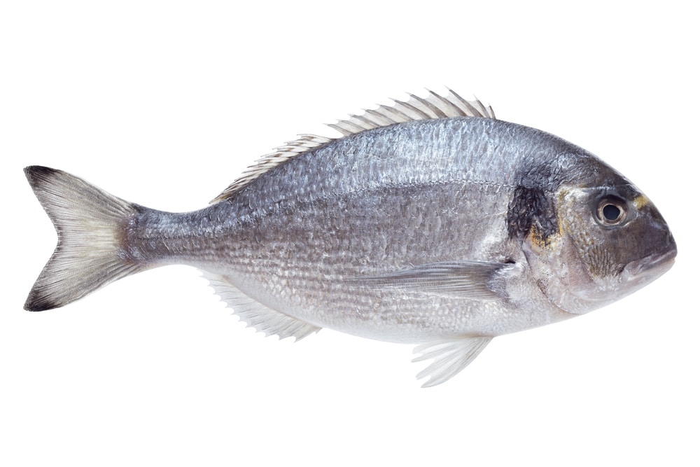 Dorado-fish