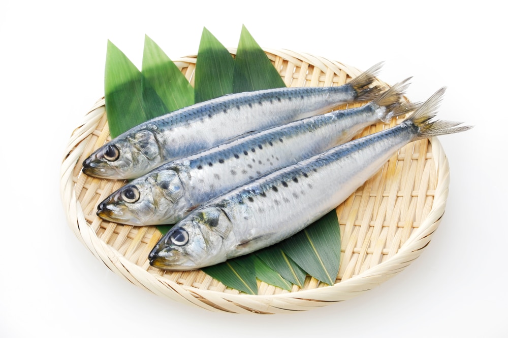 Japanese-sardines
