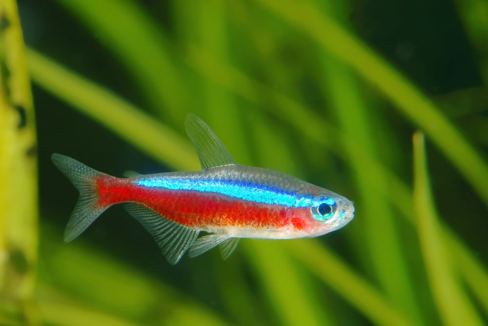 cardinal-tetra-fish