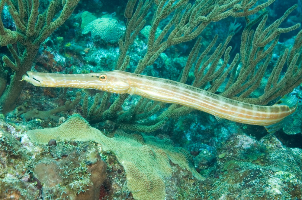 Trumpet-fish
