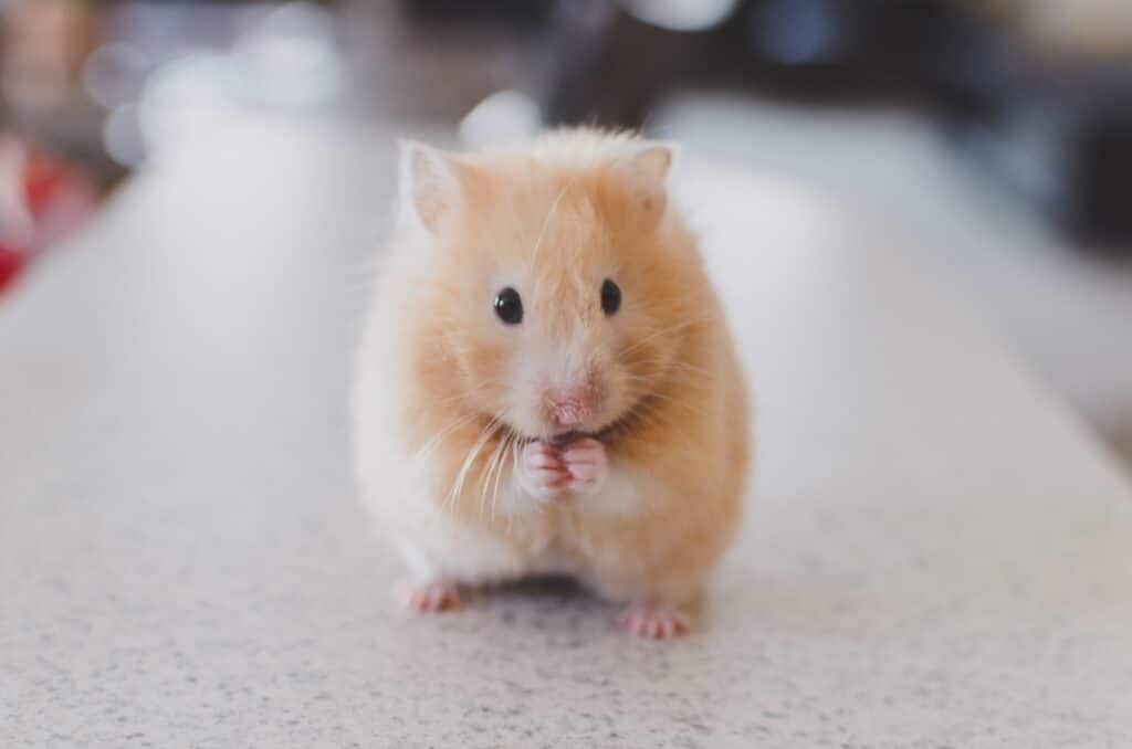 cute hamster sitting on a bench