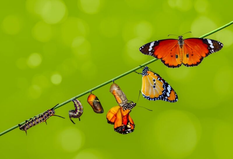 caterpillar turning into a butterfly with a green background