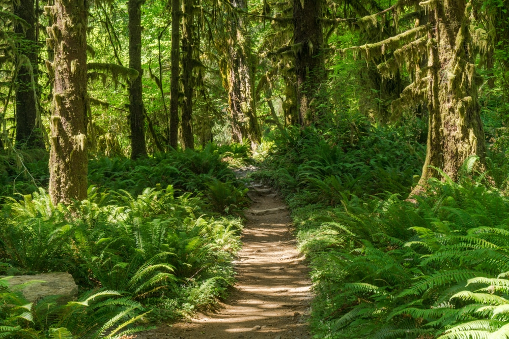 Rainforest-trees-ferns-and-path