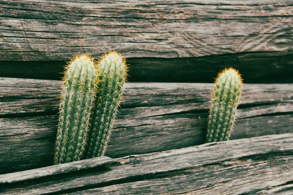 Cacti growing through wooden planks