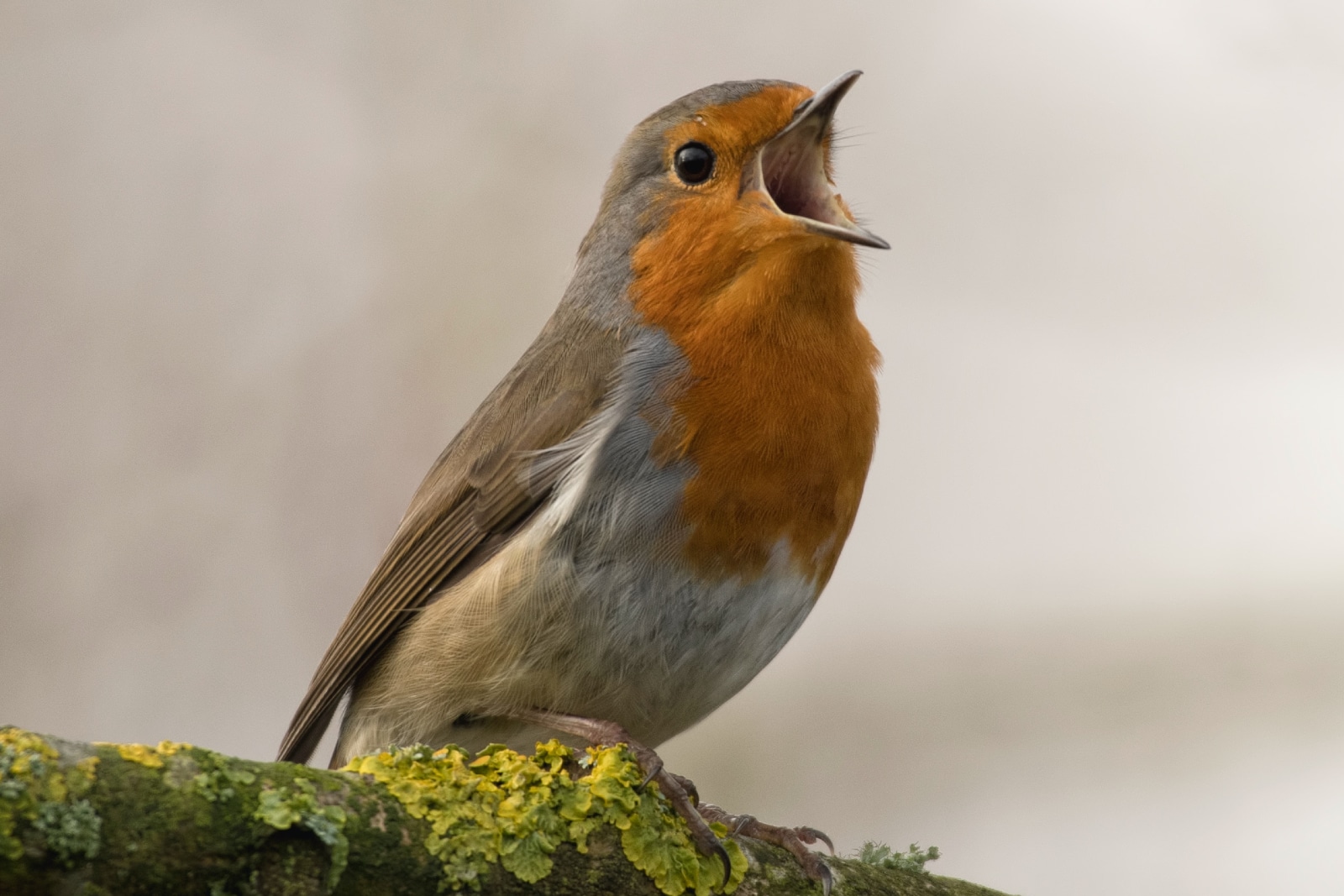 A robin sitting on a branch