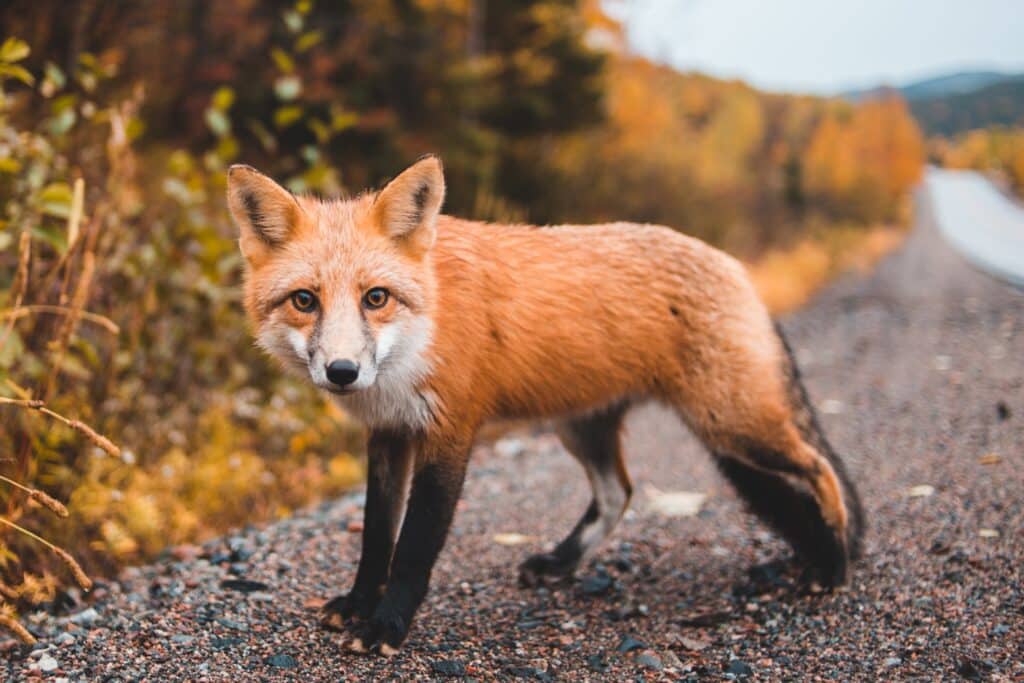 A fox (zorro in Spanish)