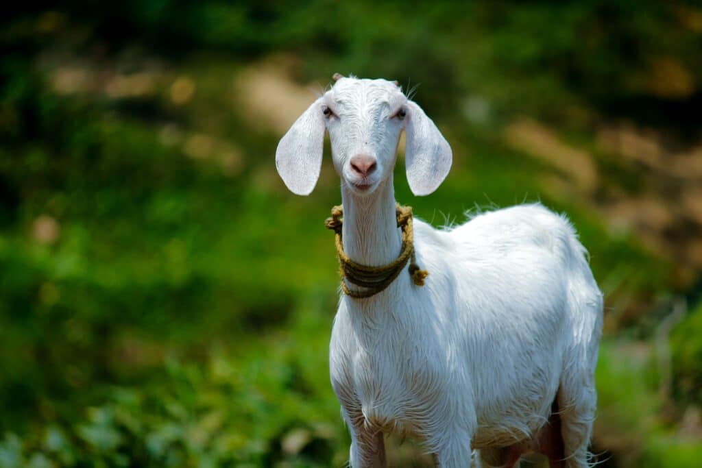 A goat, or "cabra" in Spanish