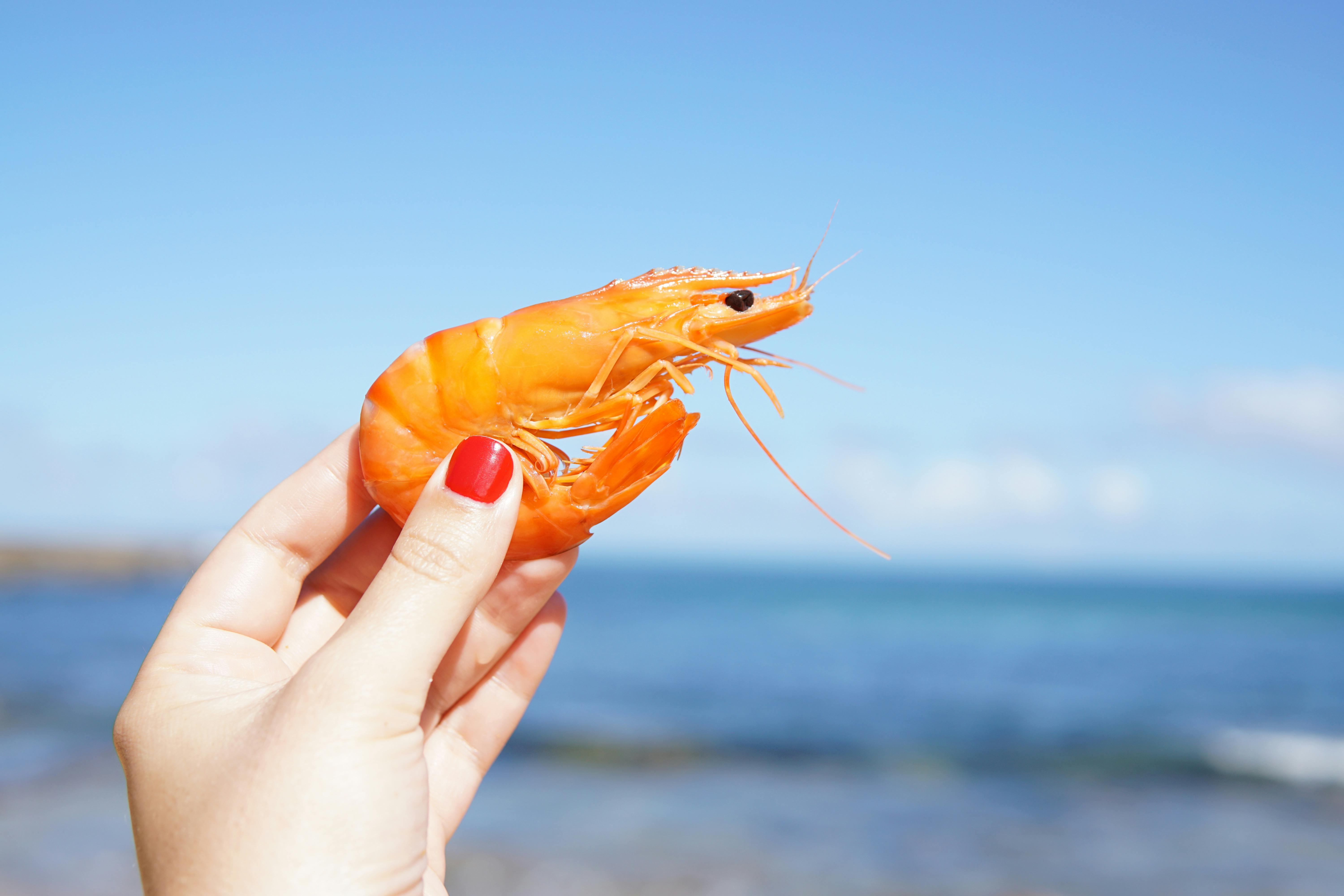 A shrimp being held up in front of the ocean