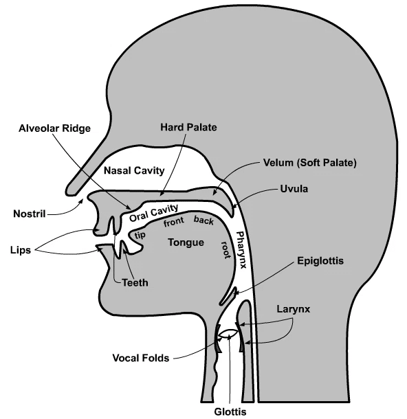 An image showing a diagram of human vocal anatomy.