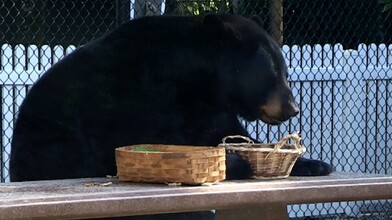 Black Bears Living like Humans