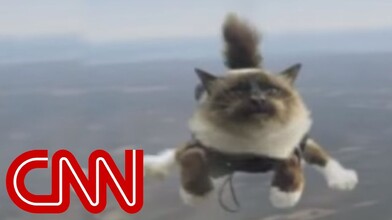 Skydiving Cats Cause Uproar