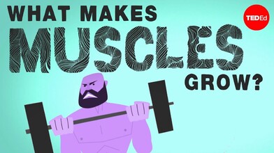 How Your Muscles Work