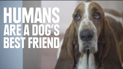 Humans Are a Dog's Best Friend