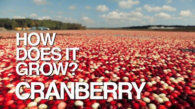 America's Cranberries