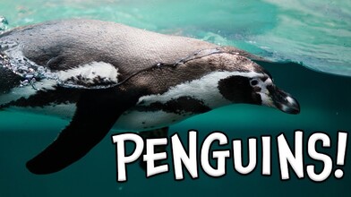 Learn About Penguins!