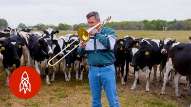 Cows Who Love Jazz