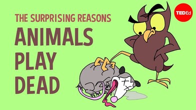 Why Do Animals Play Dead?