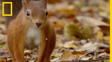 The Magical Island of Red Squirrels