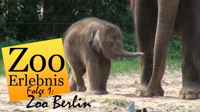The Magic of Berlin Zoo