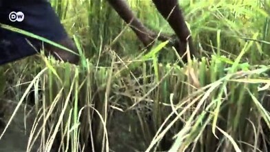 Rice Farming in Madagascar 