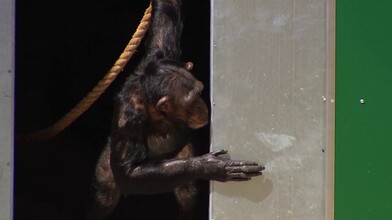Chimps Emerge into an Open-Air Enclosure