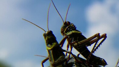 Creepy-Crawlies: Locust Plague in Brazil