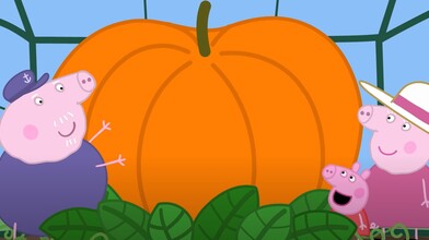 The Pumpkins Competition - Peppa Pig