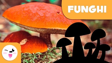 What Are Fungi? 