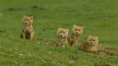 Adorable Tibetan Fox Cubs