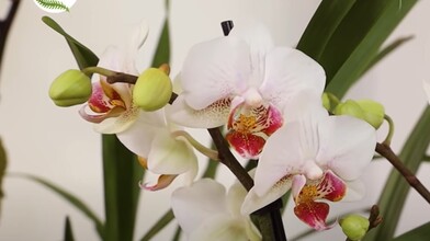 Winter House Plants: Moth Orchid