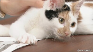 Meet NyaNya - the New Cat at TV Tokyo