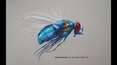 How to Draw the Prettiest Fly in the World