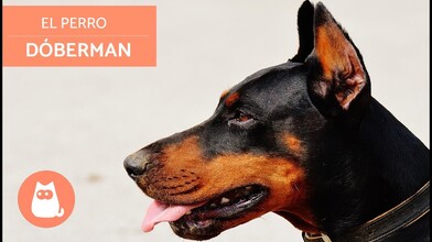 Get to Know the Doberman