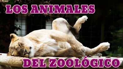 What Are the Zoo Animals Doing? 