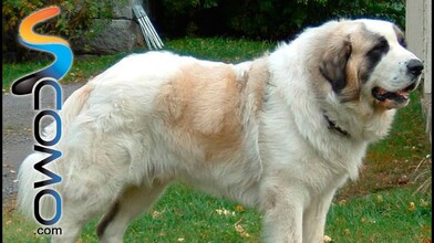 Get to Know the Pyrenean Mastiff