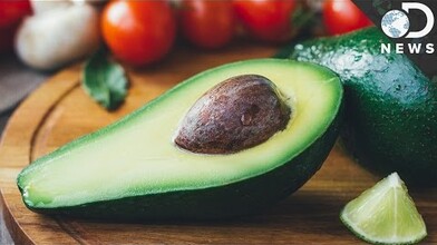 Did You Know? All About the Avocado